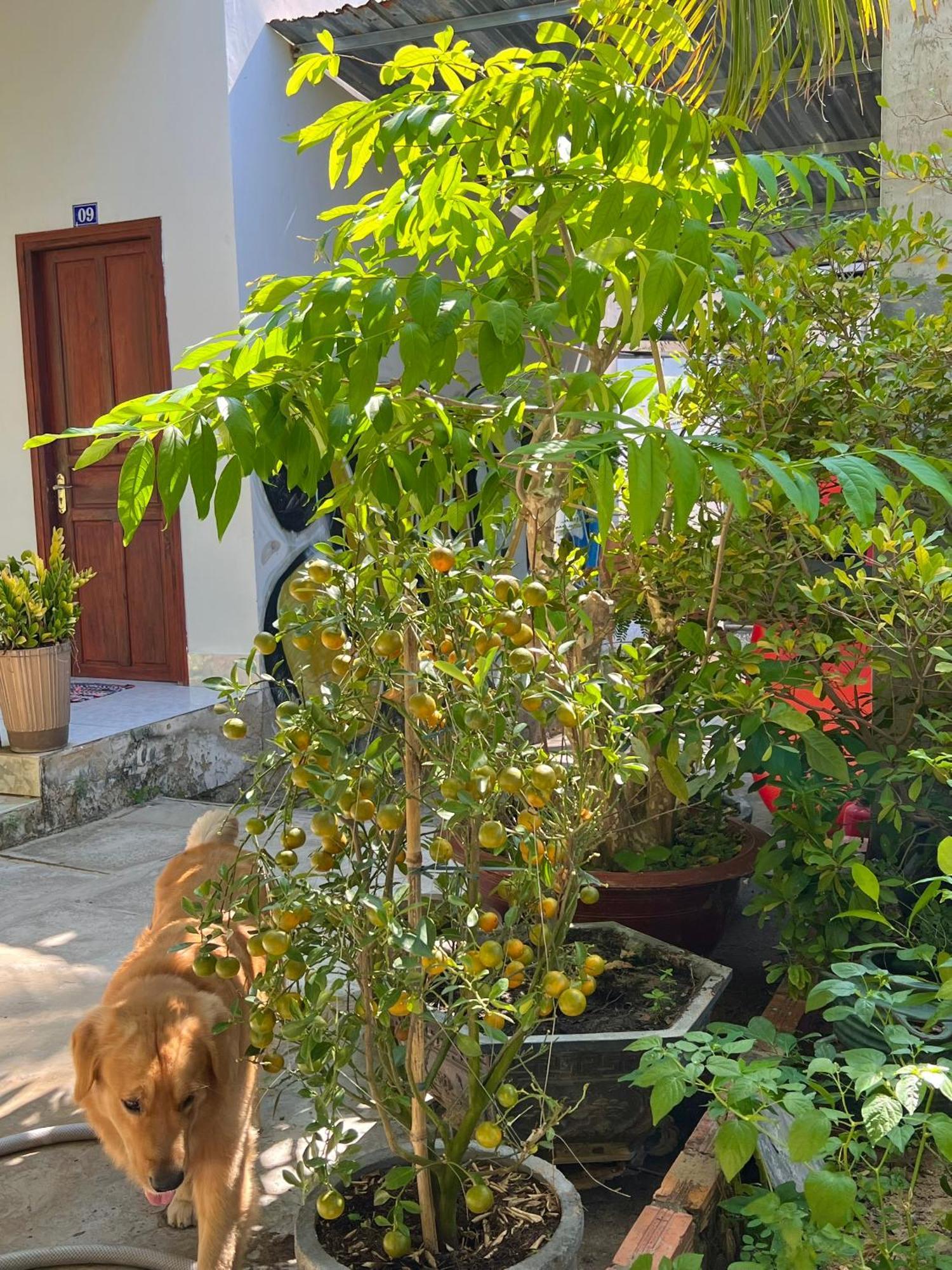 Duc Thao Guest House Mui Ne Zewnętrze zdjęcie
