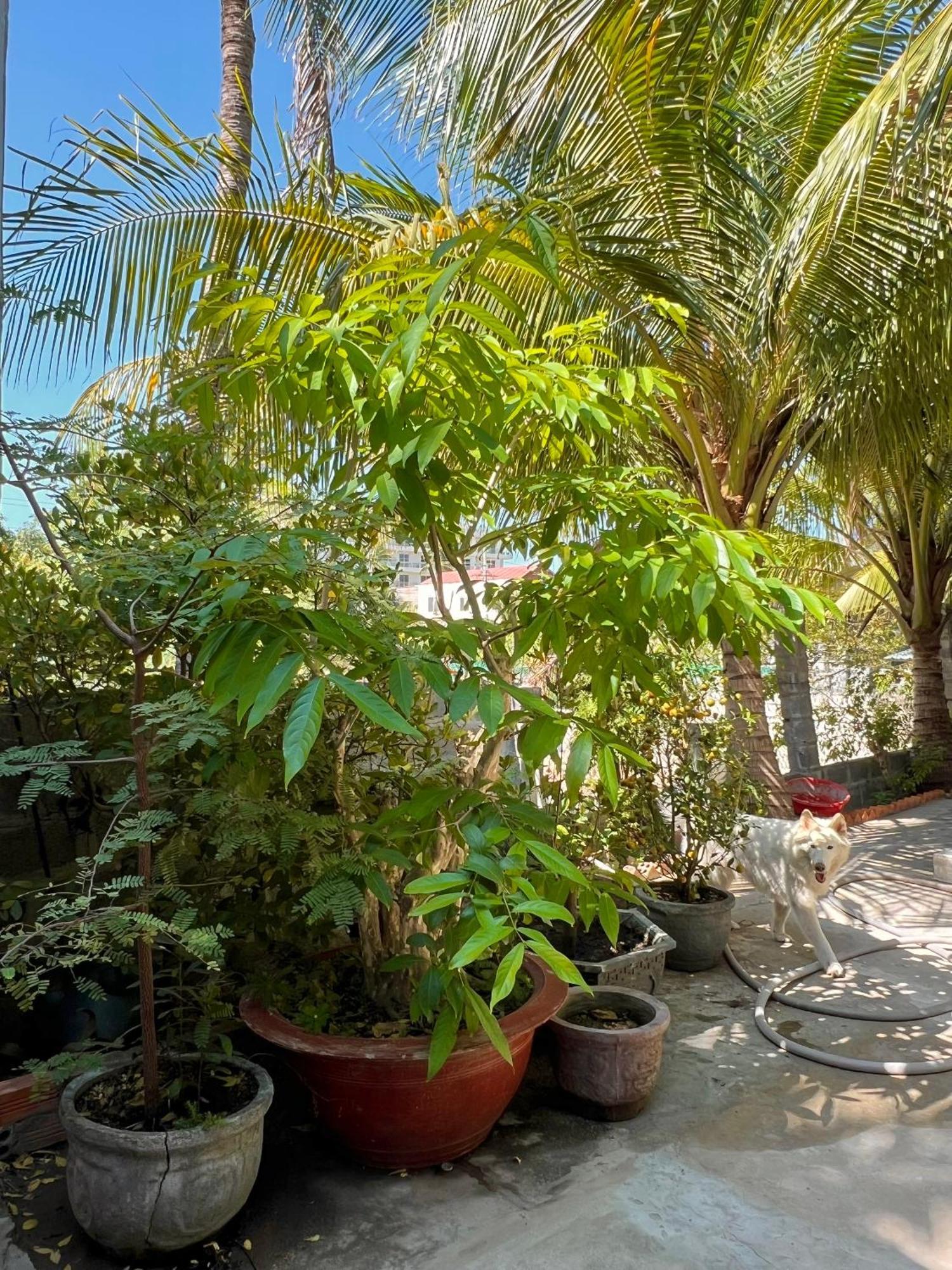 Duc Thao Guest House Mui Ne Zewnętrze zdjęcie